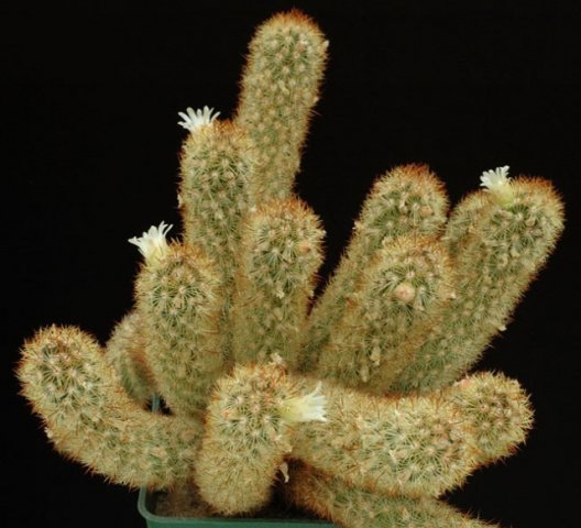 Mammillaria_elongata